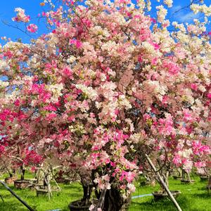 什么时候困难没有了 机会也就没有了