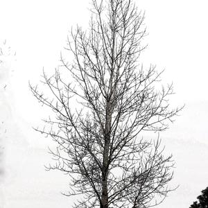 梧桐树 【洛天依 乐正绫】