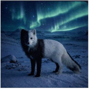 Tundra