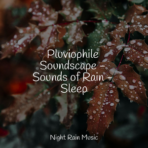 Windy Rain on Pavement