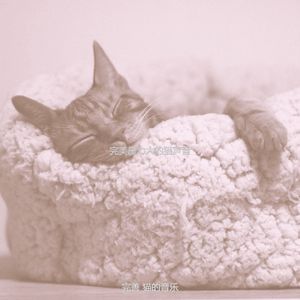 温和放松的猫梦想