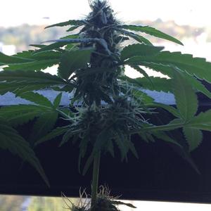 Ill be on my own ((Lil’Vicodin) slowed and Reverb)