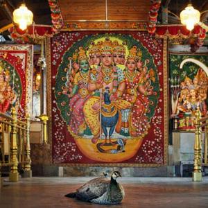 திருப்புகழ் 636 திருமகள் உலாவும் (கதிர்காமம்)