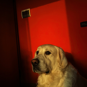 Stray Dog (Single Version)