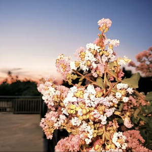 我是随风而上的