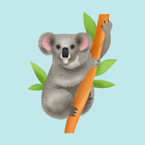 Koala