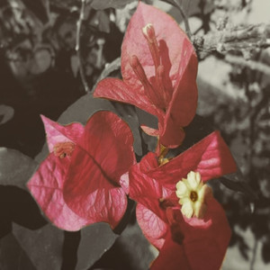 Ervilha de Cheiro Com Uísque