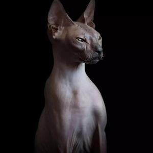 大吴桐-每当我想起她.（松鼠 remix）