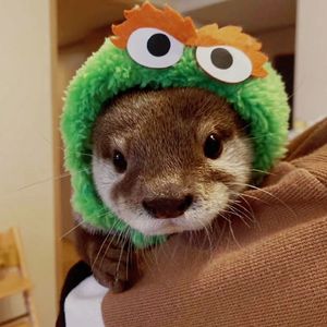 父爱—为南京粉丝莫莫写