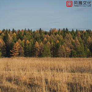 苦笑的爱情 -小提琴