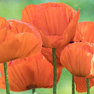 poppies