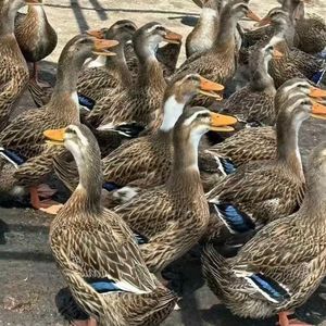 数鸭子（Funk版）