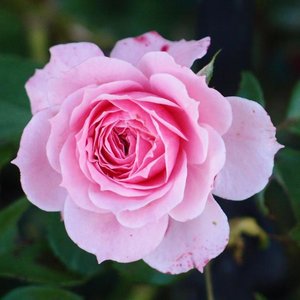 化作烟火为你坠落