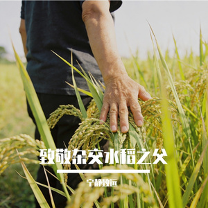 致敬杂交水稻之父
