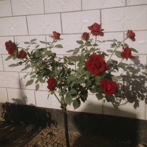 找到你是我最伟大的成功