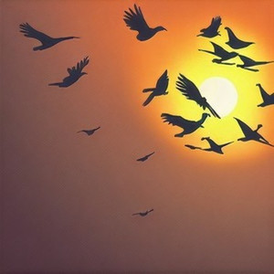 风吹丹顶鹤 (Live)