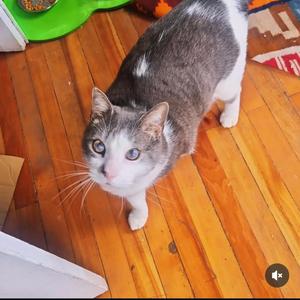 Gato de Ñuñoino