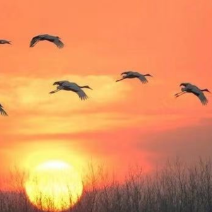 候鸟南飞（翻自 唐焯儀ZOET）