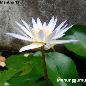 Menunggumu