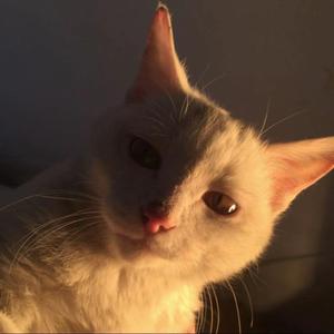 可惜没如果(女生版）（翻自 JJ）