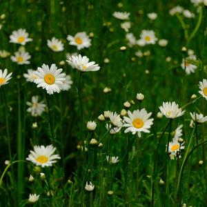 自然原野的唤醒