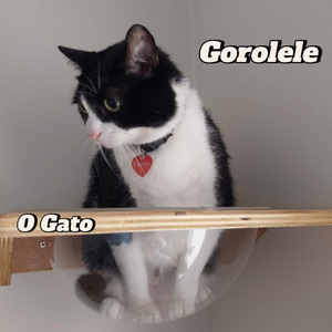 O Gato