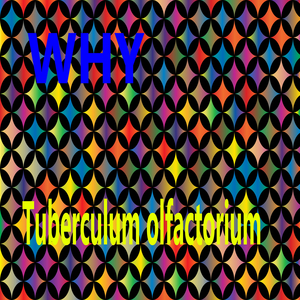 Tuberculum olfactorium