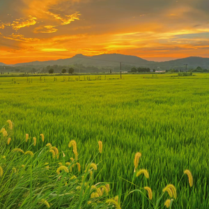 回家的路上（吉他版）