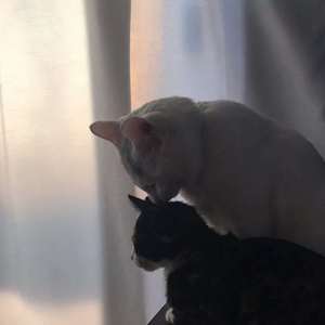 独行侠+他+爱如潮水