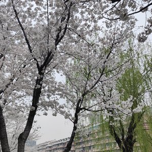 神女劈观（创人版）