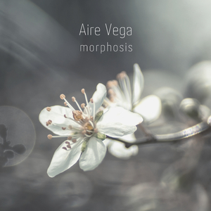 Morphosis