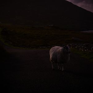 Calming Guitar Solo with Distant Howling Wolves