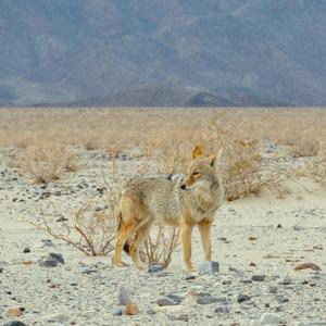 Panamint Valley, Pt. 4