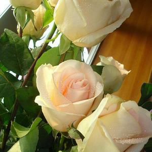 张国荣-玻璃之情