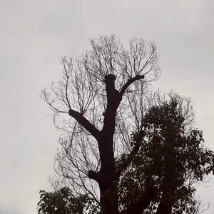 在污染下长大的孩子（Prod By Lv9）