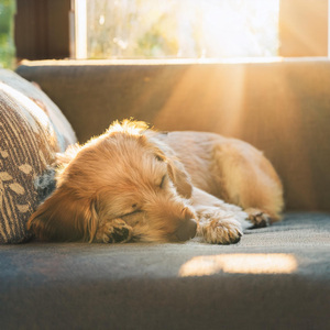 Tonos Rítmicas Para Los Perros