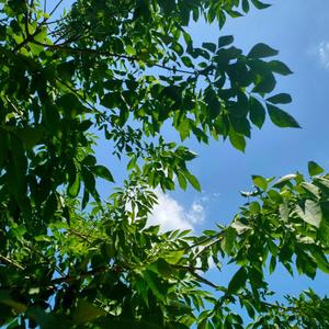 给刘小姐的一封情书（Prod By Ljx Ghost）