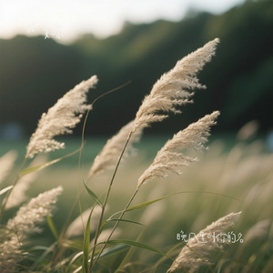 晚风里叫你的名