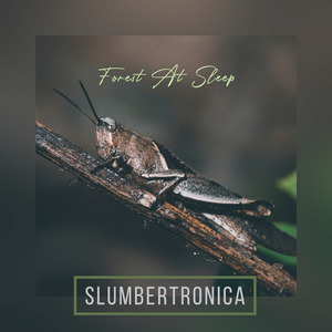 Forest At Sleep (Seamless)