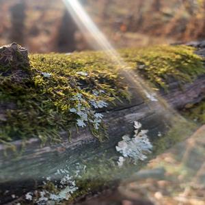 trotventurs1 stultify