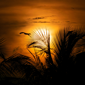 Student Guitar (Relaxing Version)