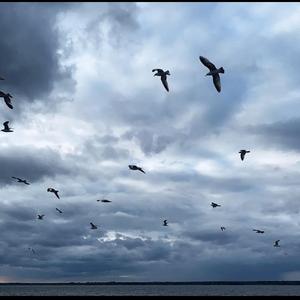 心灵鸽汤（Dove soup)