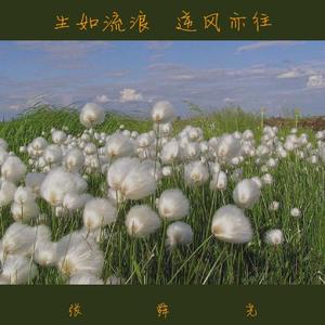 生如流浪 逆风亦往