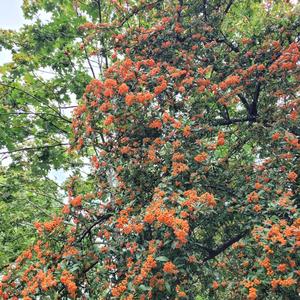 I Want To Listen To The Rain