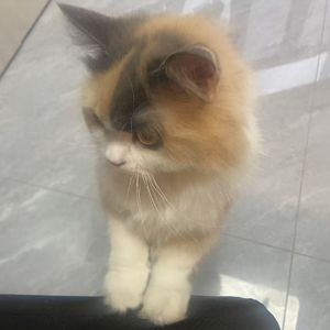 djentygato smile (what a track)