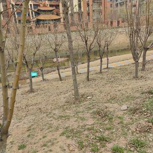 小龙人教育集团校歌《小小龙人大大梦》_1_1