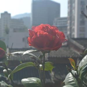 温柔