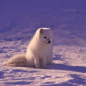 红莲华（鬼灭之刃OP）（翻自 LiSA）