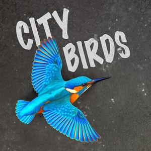 City Birds