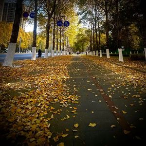 雨秋(prpd.by Morrow x Aye叶师傅）